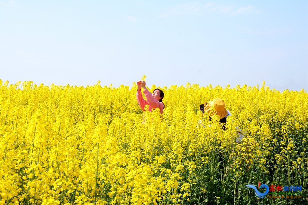 宿松县复兴镇:油菜花开遍地金 农旅融合助振兴
